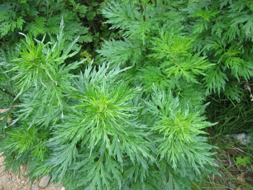 Cây Ngải cứu. Artemisia vulgaris L. - Cây Thuốc Nam Quanh Ta